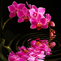 Orchidee im Wasser gespiegelt