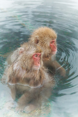 Fototapeta premium 混浴露天風呂の猿のカップル Couple of the monkey of hot spring