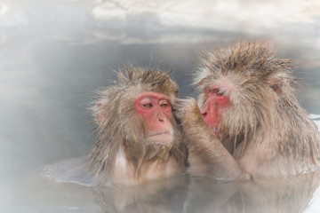 混浴中の日本猿のカップル　Couple of the monkey entering the hot spring