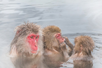 温泉に浸かるニホンザルのおやこ　 The Japanese monkey which enters the hot spring