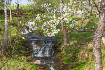 Waterfall in spring