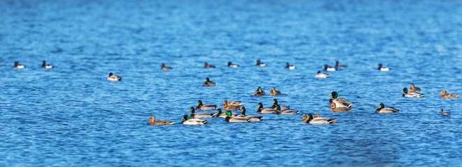Flock of mallards ducks