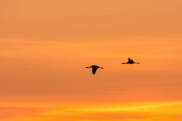 Fototapeta na wymiar Cranes in sunrise