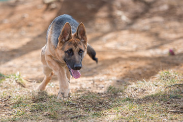 ジャーマンシェパード