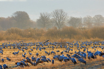 Cranes grazing in spring landscape