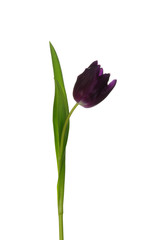 Obraz premium tulip