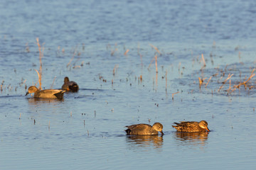 Flock of gadwalls birds
