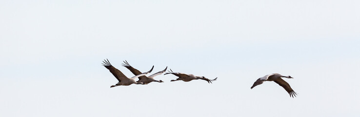 Flock of cranes