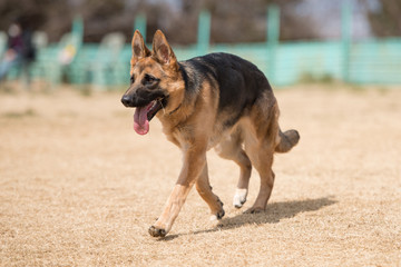 ジャーマンシェパード