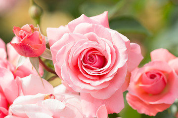 バラ　ゴールデン・フラッシュ