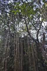 Naklejka premium liana e albero