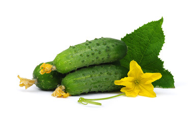 green cucumber\