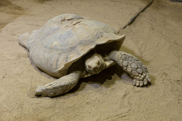 ケヅメリクガメ