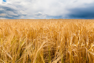Barley field before the storm
