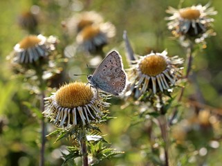 Silbergrüner Bläuling (Polyommatus coridon) auf Golddistel