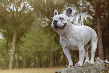 French bulldog in the forest on a tree trunk looking into the distance. Horizontal with copy space.