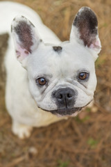 Fototapeta premium French bulldog in the park