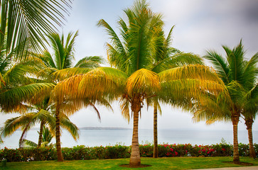 Ocean Palms
