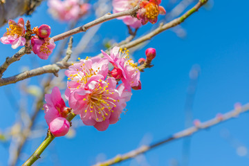 plum flower