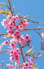 Wild Himalayan Cherry