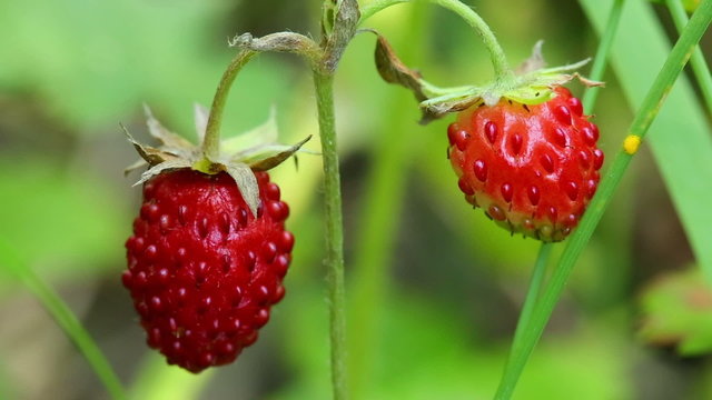 wild strawberry macro