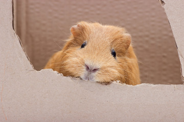 funny guinea pig in a carton box