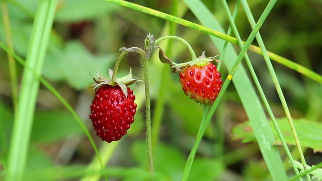 wild strawberry macro