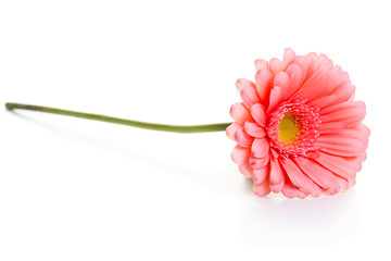 Pink daisy flower