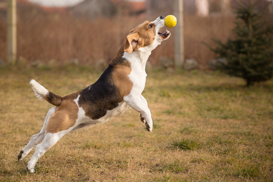 Beagle dog catching ball in jump
