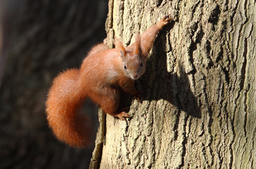 kletterndes Eichhörnchen
