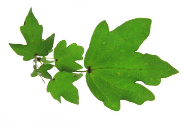 Feldahorn (Acer campestre)