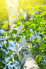 Bright birch branches in the sunlight