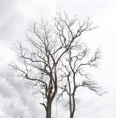 Fototapeta na wymiar Dead Tree without Leaves droughts