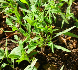 semis de plants de tomate,pour culture au potager