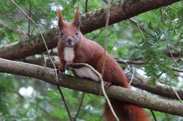 kletterndes Echhörnchen