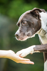 Staffordshire Bullterrier gibt Pfötchen