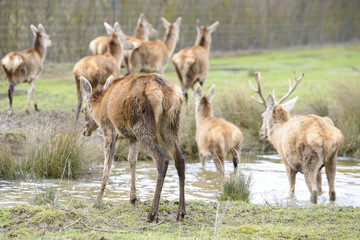 Naklejka na ściany i meble Deer crossing a river, Salburua park, Vitoria (Spain)