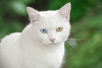 Naklejka na ściany i meble Cat with different colored eyes