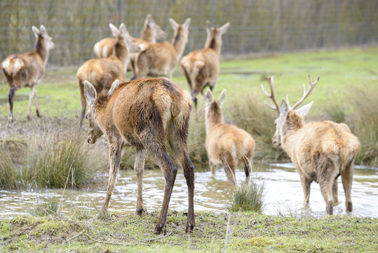Deer crossing a river, Salburua park, Vitoria (Spain)