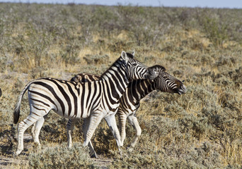 Fototapeta na wymiar Zebras in Etosha