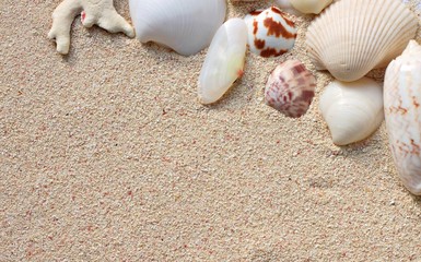 Seashells on beige sand background