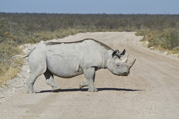 Obraz premium Nashorn / Rhinozeross in Namibia