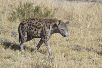 Naklejka na ściany i meble Hyäne in der Wildnis