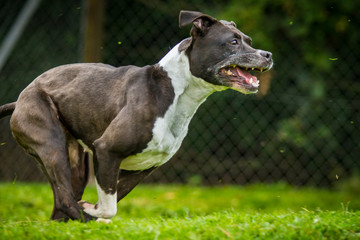 Staffordshire Bullterrier in Bewegung