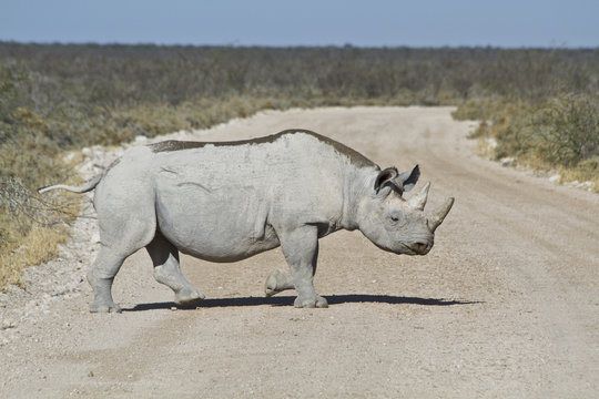 Nashorn / Rhinozeross in Namibia