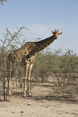 Giraffe schaut in Kamera