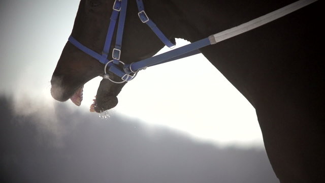 close up of brown racehorse after running breathes in winter and