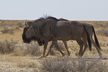 Gnu in Afrika