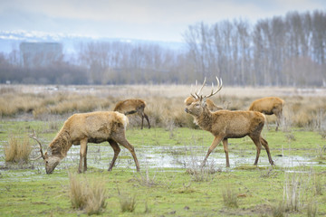 Naklejka na ściany i meble Herd of deer, Salburua park, Vitoria(Spain)
