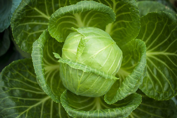 Fototapeta premium Fresh cabbage